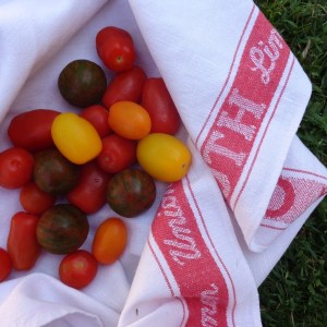 tomato7 square